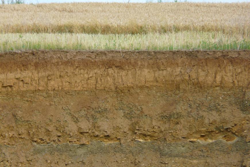 Profilaufnahme eines Steinbruches unter einem Getreidefeld. Gut sind mehrere unterschiedlich gefärbte, waagrecht verlaufende Boden- und Gesteinsschichten erkennbar.