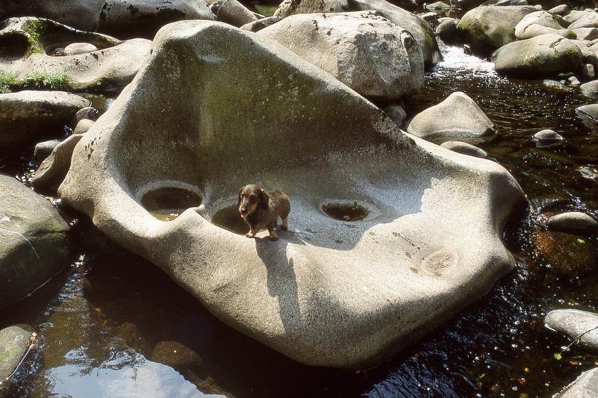 Das Bild zeigt einen im Wasser liegenden, schalenförmig ausgewaschenen Felsblock mit drei kleinen Vertiefungen mittig und am Rand. Ein kleiner Hund steht am Rand des Felsblocks. Um den Block herum sind weitere Felsen angeordnet.