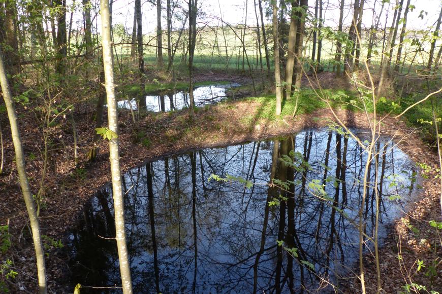 Mit Wasser gefüllte Bohnerzgruben bei Bopfingen-Aufhausen Das Bild zeigt zwei unterschiedlich große, mit Wasser gefüllte Vertiefungen in einem lichten Wald.