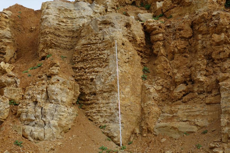 Das Bild zeigt eine ockerfarbene, gelb-braune Steinwand. Die Oberfläche der Wand ist sehr unregelmäßig und im Gestein sind verschiedene Strukturen zu erkennen, wie zum Beispiel aufgeweitete Klüfte, Schlote oder Lösungsspuren.