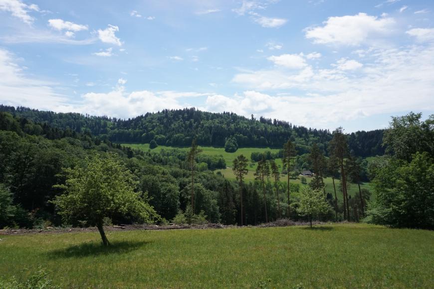 Blick über eine mit Bäumen bestandene Wiese auf einen Berghang mit bewaldeter Kuppe und teilweise bewaldeten Hängen. Am rechten Hangstück liegt ein Hof, der über eine schmale, im Zickzack nach oben führende Straße erreichbar ist.