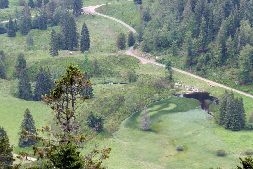 Blick von hoch oben über Baumspitzen auf eine grüne Landschaft mit Baumgruppen, Wald und Wegen. Rechts vorne liegt ein kleiner vermoorter See. Dahinter schließen sich links mehrere breite grüne Wälle an.