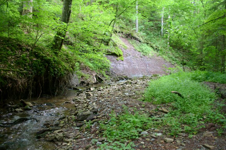 Ein schmaler, in dichtem Wald liegender Bach fließt im Bogen zum linken Vordergrund. Rechts ist das Ufer flach, steinig und bewachsen; links höher und mit Bäumen bestanden. Im Mittelgrund ist zudem offenes, rötlich graues Gestein erkennbar.