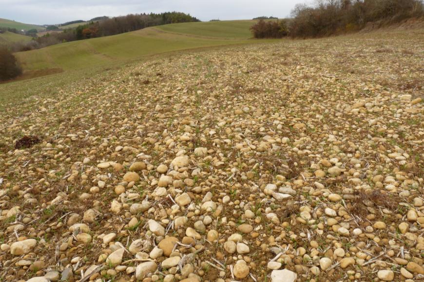 Das Bild zeigt einen sehr kiesigen, nach links absinkenden Ackerboden. Im Hintergrund ist eine wellige Landschaft mit weiteren Äckern sowie Waldflächen erkennbar.