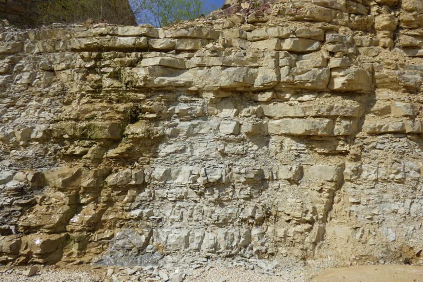 Man sieht eine Abbauwand aus hellgelbem bis grau-bräunlichem, in Bänken anstehendem Gestein in einem Steinbruch.
