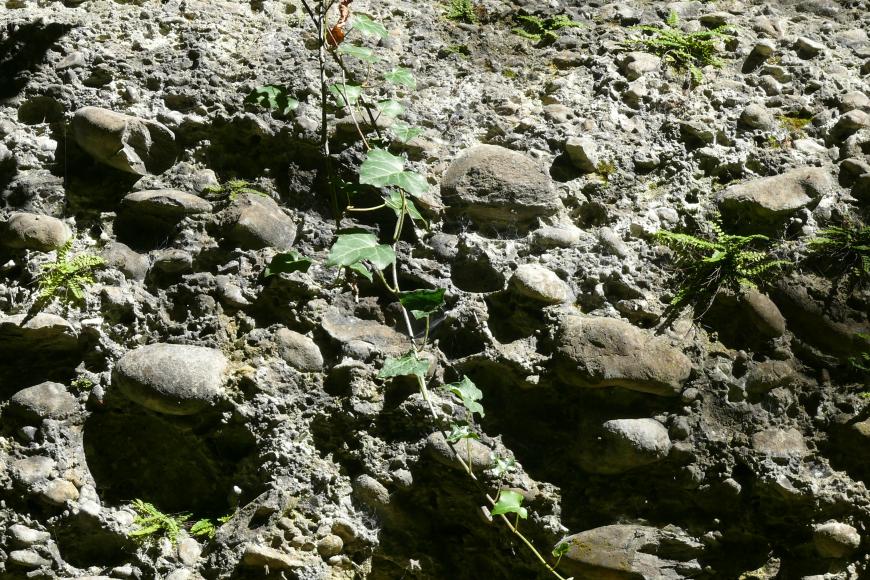 Nahaufnahme von verbackenen Kieselsteinen und Pflanzenwuchs sowie, in der unteren Hälfte, größeren Steinen.
