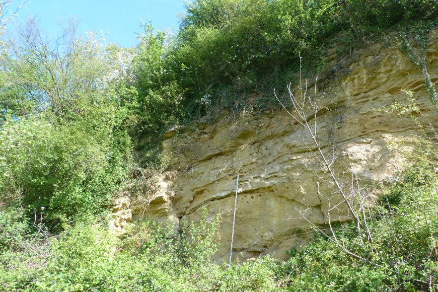 Blick auf eine mehrere Meter hohe Steinbruchwand, welche durch hellgrüne Büsche eingerahmt ist. Die Wand besteht aus hellbeigem, plattigem Gestein.