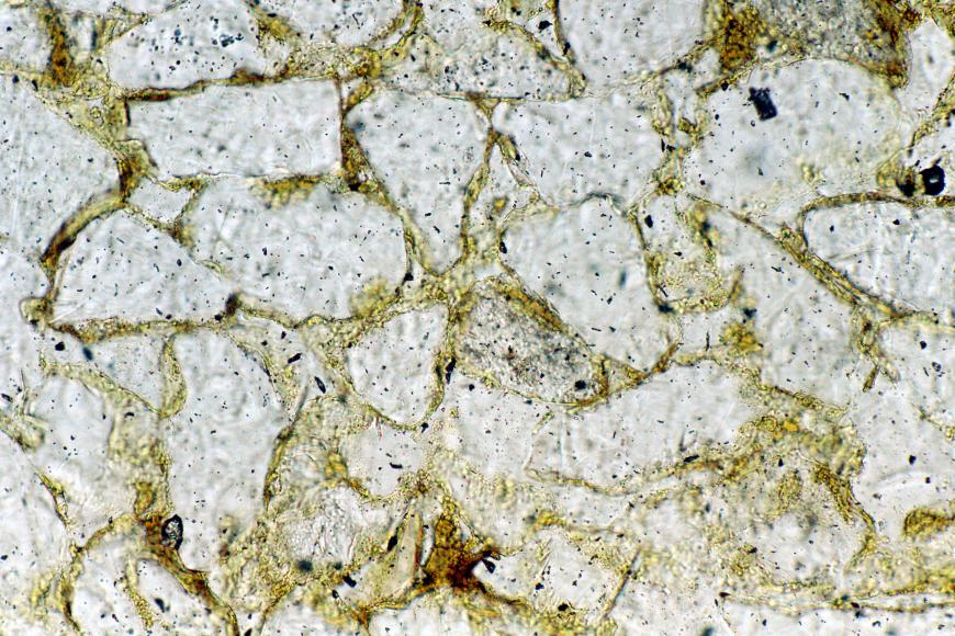 Dünnschliffbild eines Gesteins mit großen, eckigen, hellen Mineralen in einer gelblich-grünlichen Matrix.