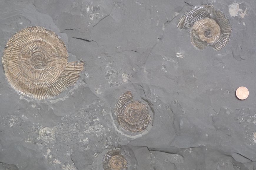 Mittelgraue, sehr feinkörnige Gesteinsplatte mit mehreren unterschiedlich großen goldfarbenen Ammoniten. Am rechten Bildrand liegt eine Münze als Maßstab.