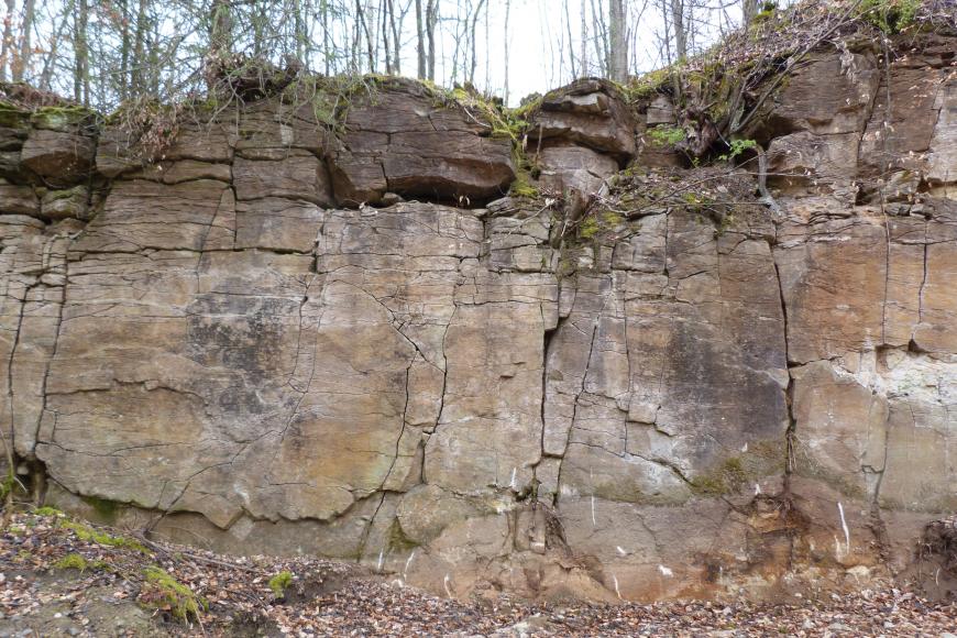 Blick auf eine alte Steinbruchwand, rötlich grau bis bräunlich, rissig und zerfurcht. Im Deckbereich ist das Gestein geklüftet und von Wurzelwerk durchsetzt.