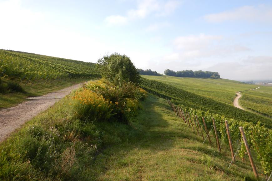 Blick auf langgezogene, flach geneigte Rebhänge, zwischen denen sich Wege schlängeln. Im Vordergrund links befindet sich zwischen einem Weg und den Rebstöcken ein Streifen mit Sträuchern und kleinen Bäumen.