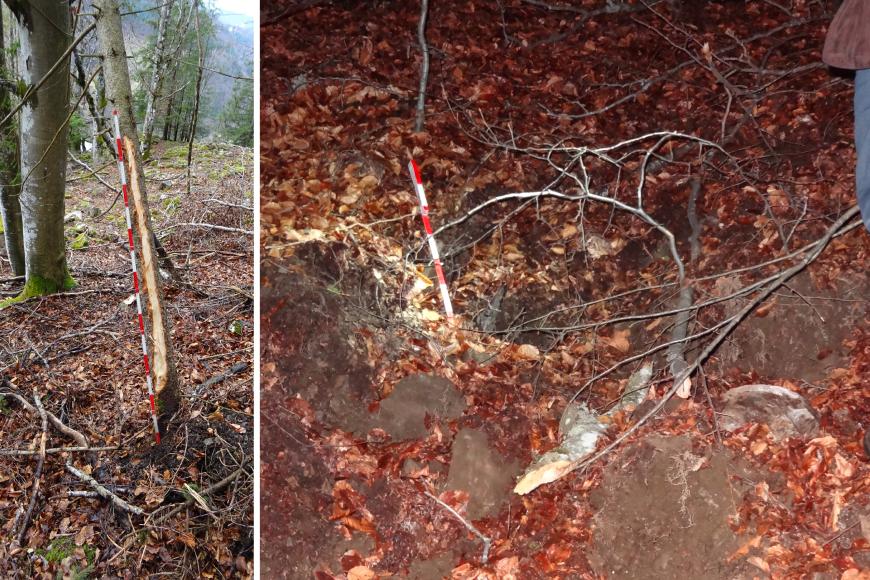 Zweigeteiltes Foto, das Schäden eines Felssturzes zeigt. Links ist bei einem dünnen Baum der halbe Stamm seitlich weggerissen worden. Rechts sind Aufprallspuren am Boden sowie abgerissene Äste zu sehen. 