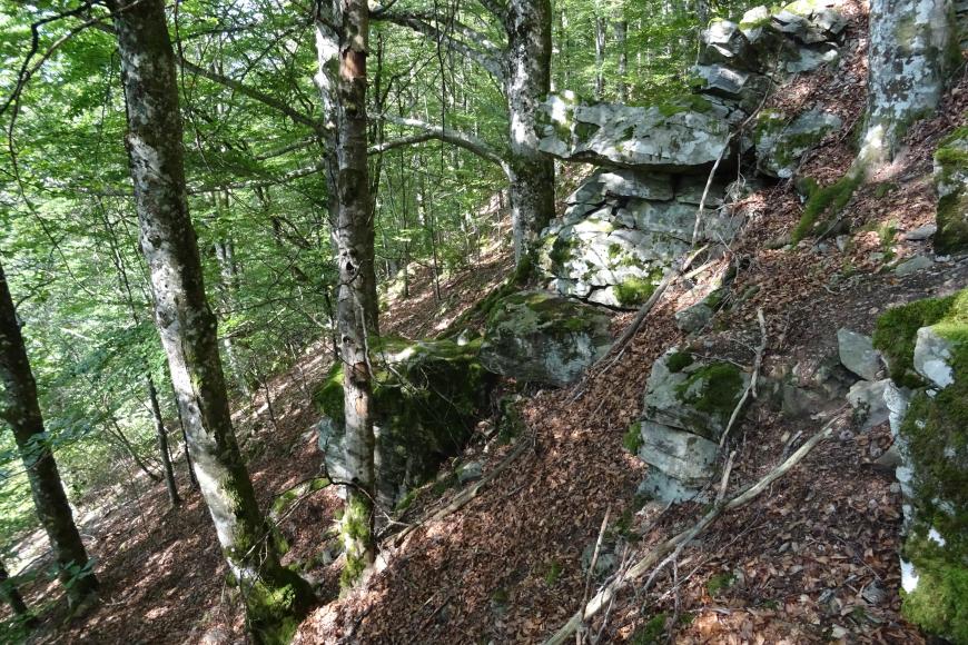 Blick auf einen steilen, nach rechts aufsteigenden Waldhang mit zahlreichen, auf- und nebeneinander liegenden Felsblöcken.