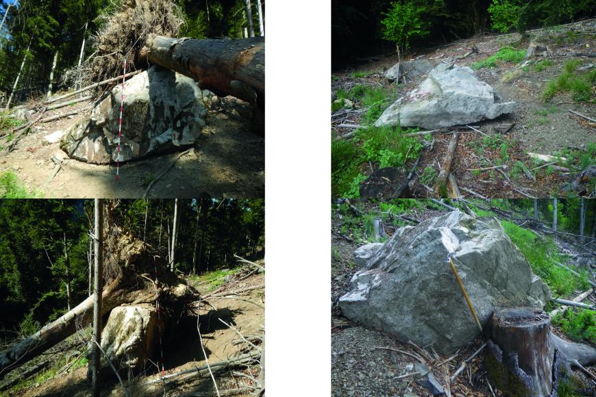 Blick auf mehrere abgerutschte Felsblöcke an einem steilen Waldhang. Das vierteilige Foto zeigt links Felsblöcke mit umgestürzten Bäumen. Rechts sind die Bäume bis auf Stümpfe entfernt, woran sich die Felsblöcke anlehnen.