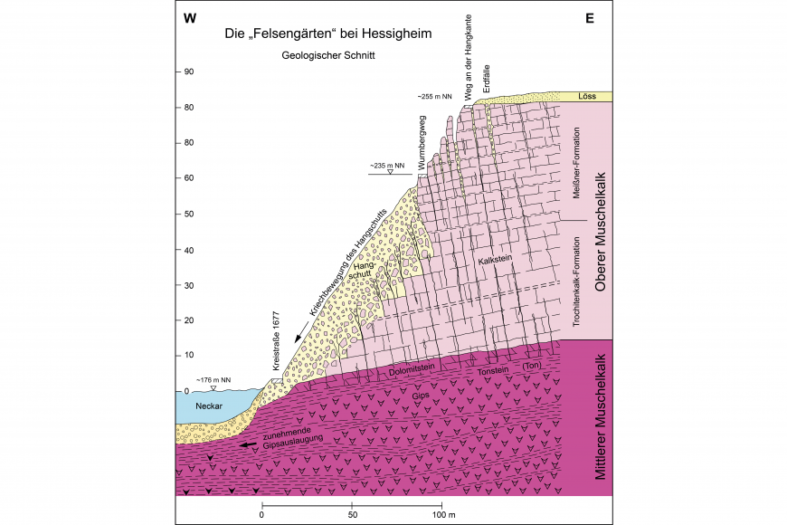Farbige Schnittzeichnung, die den nach links zum Neckar hin abfallenden Hang der Hessigheimer Felsengärten zeigt. Der Hauptteil des Hanges besteht aus Kalkstein des Oberen Muschelkalks (rosa). Zum Wasser hin kriecht Hangschutt abwärts (gelb).