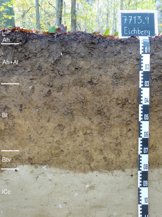 Das Bild zeigt ein mehrfarbiges Musterprofil des LGRB in einem Wald. Die sichtbare Profilwand ist oben schwärzlich, darunter grünlich braun und im letzten Horizont hellgrau. Das Profil hat rechts oben eine beschriftete Tafel und ist etwa einen Meter tief.