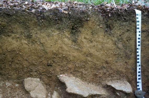 Blick auf ein Bodenprofil des LGRB. Die sichtbare Profilwand ist unter altem Laub schwärzlich bis olivbraun, fünfzig Zentimeter tief und am unteren Ende große Steine führend.