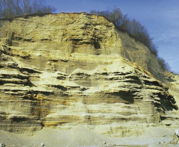 Blick auf die hohe Wand einer Kiesgrube. Das gelblich braune Material weist im unteren Teil hellere Streifen und kleine vorspringende Dächer auf. Auf der Kuppe wachsen dünne Bäume und Sträucher.