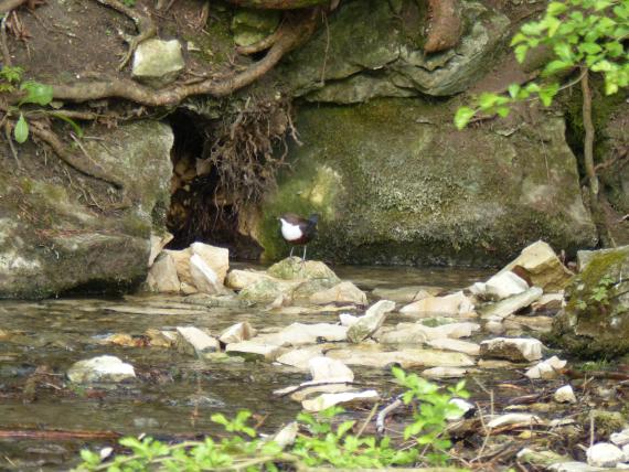 Ursprung des Schwarzen Kochers südlich von Oberkochen Teilansicht eines Wasserlaufs mit dunklen Felswänden als hinterem Ufer. Links der Bildmitte ist eine Spalte im Fels erkennbar. Im Vordergrund liegen zahlreiche Steine und Gesteinsbrocken im flachen Wasser.