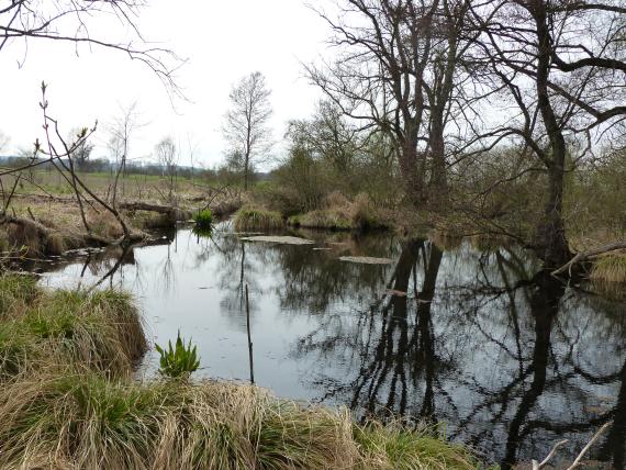 Quelltopf Grimmensee östlich von Langenau Blick auf einen kleinen, sich zum rechten Bildrand hin öffnenden See. Die Ufer sind mit Schilf und Bäumen bewachsen. Am linken hinteren Ufer sind umgestürzte und im Wasser treibende Baumstämme zu erkennen.