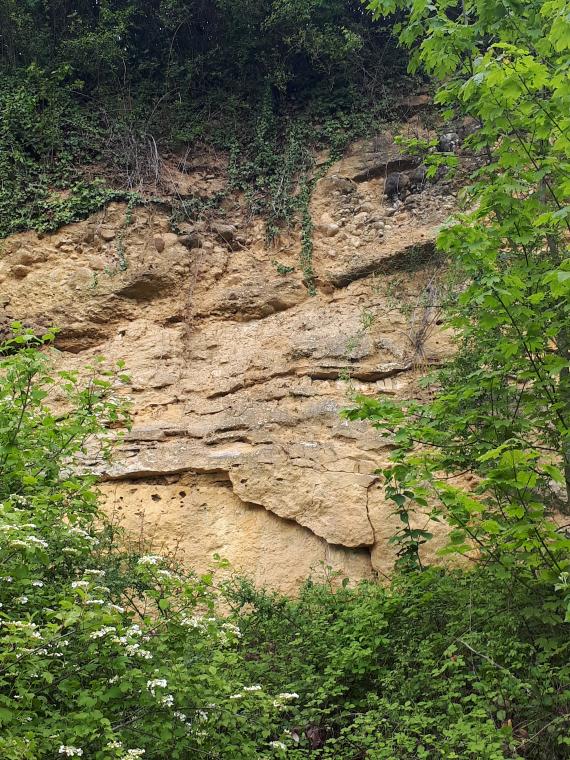 Blick auf eine alte hohe Steinbruchwand. Das gelbliche bis hellbraune Gestein zeigt Risse und kleinere, schmale Überhänge. An den Seiten und von unten wachsen Bäume und Sträucher, oben ist Wurzelwerk erkennbar.