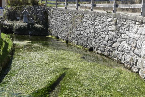 Quelltopf der Gallusquelle am Westrand des Ortskerns von Hermentingen. Ein Teil der Quellschüttung wird in einem Quellstollen gefasst und als Trinkwasser genutzt. Blick auf eine Quelle mit Fließrichtung nach links, vom Betrachter weg. Das Wasser im Vordergrund ist mit einem Pflanzenteppich bedeckt. Das Ufer rechts ist von einer Steinmauer eingefasst. Links hinten ist eine Heiligenfigur erkennbar.