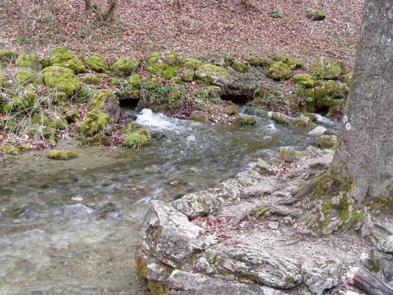 Neben der Echazquelle treten im näheren Umfeld noch weitere Quellen aus. Die Quellgruppe weist nach dem Blautopf die stärkste Schüttung auf der Mittleren Alb auf. Blick auf einen Wasserlauf, der nach links am Betrachter vorbeiströmt. Am hinteren, teils steinigen Ufer sind drei unterirdische Quellzuflüsse zu erkennen. Im Vordergrund rechts steht ein Baum auf einer felsigen Erhöhung.