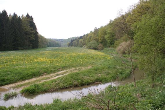 Bachlauf im Lonetal Blick auf einen schmalen, rechts einen Bogen beschreibenden Bach. Der Bach führt braunes, trübes Wasser. Das Ufer links des Baches ist flach und mit Feuchtwiesen bedeckt. Am Rand stehen Bäume, die im Hintergrund mit Bäumen am rechten Ufer zusammentreffen.
