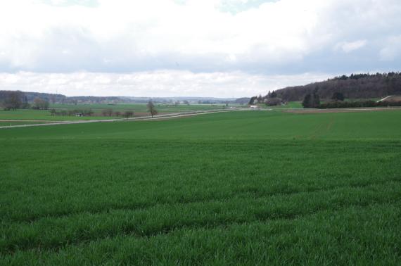 Das untere Brenztal unmittelbar nördlich von Sontheim a. d. Brenz Blick über weite, leicht wellige Grünflächen, die links von einer Landstraße zerteilt werden. Rechts im Hintergrund erhebt sich ein bewaldeter Bergrücken.