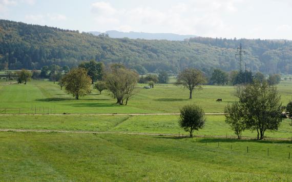 Blick über von Bäumen und schmalen Wegen durchsetzte Wiesen. Zum Hintergrund hin begrenzen bewaldete Berge das teilweise als Viehweide genutzte Grünland.