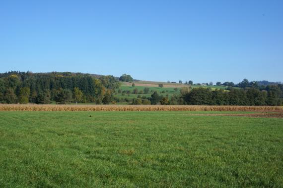 Blick über eine flache grüne Wiese mit einem Maisfeld als hintere Begrenzung. Zum Hintergrund hin erhebt sich ein teils bewaldeter, teils von Äckern und Wiesen bedeckter Bergrücken.