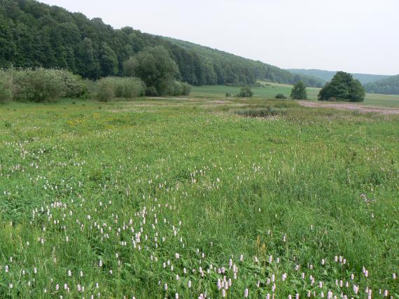 Das Bild zeigt eine blühende grüne Wiese mit dunkleren Stellen im Mittelgrund. Angrenzend weitere Grünflächen sowie bewaldete Hänge.