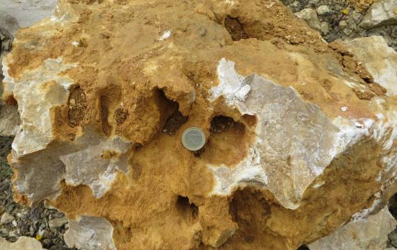 Dedolomit „Zuckerkornlochfels“ aus dem Steinbruch Neenstetten Nahaufnahme von löchrigem Felsgestein. Der Fels ist hellbraun gefärbt mit kleineren, grauen Stellen. In der Mitte liegt eine Geldmünze auf, als Größenvergleich.