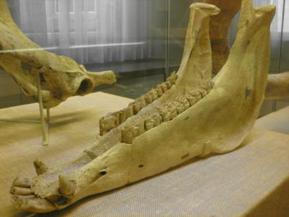 Das Foto zeigt den gelblichen Unterkiefer eines Wildpferdes. An dem länglichen Knochen sind vorne spitze Beiß- und abgeflachte Mahlzähne und an den Oberseiten nur Mahlzähne zu sehen. Der Kiefer ist in einem Museum ausgestellt.