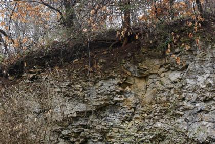 Blick auf eine Abbruchkante an einem leicht nach links abfallenden Waldhang. Die Aufschlusswand besteht aus grauem, krustigem Material und Schutt. 