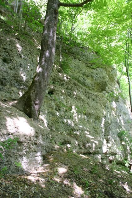 Blick auf die Kante eines Steilhanges. Das Gestein ist stark bemoost. Über und an dem Hang wachsen Bäume.