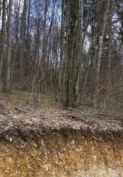 Teilansicht eines nach rechts abfallenden Waldhanges mit hohen, schlanken Bäumen. Zur vorderen Bildkante hin bricht der Hang ab und zeigt rötlich braunes bis gelbliches Untergrundmaterial. 