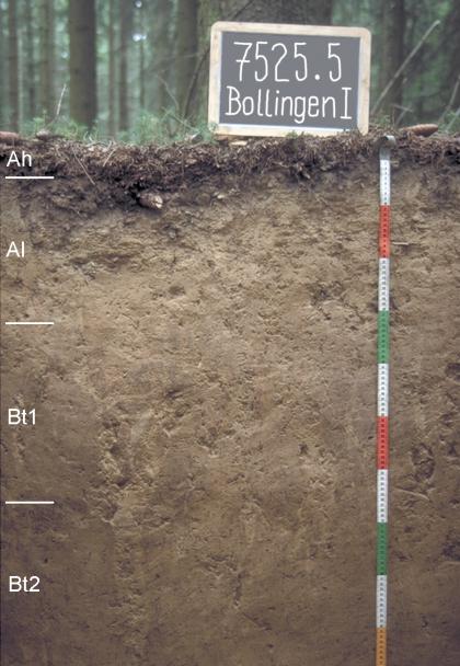 Das Foto zeigt ein Bodenprofil unter Wald. Das Profil ist durch eine beschriftete Kreidetafel als Musterprofil des LGRB ausgewiesen. Das in vier Horizonte unterteilte, hell- bis mittelbraune Profil ist 1 m tief.