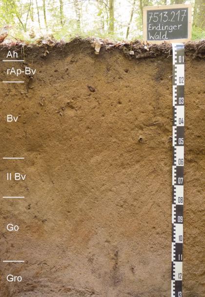 Blick auf ein ockerbraunes, unten rötlich graues Musterprofil des LGRB unter Wald. Die aufgeschlossene Profilwand hat eine Tiefe von 130 Zentimetern. Links sind sechs Bodenhorizonte angegeben.
