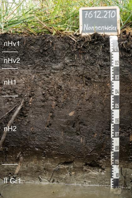Blick auf ein schwärzlich braunes Musterprofil des LGRB unter Grünpflanzen. Die aufgeschlossene Profilwand ist über einen Meter tief, am Grund steht Wasser. Links sind fünf Bodenhorizonte angegeben.