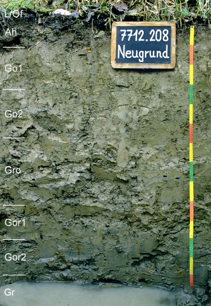 Blick auf ein Bodenprofil des LGRB. Die sichtbare, oben Pflanzenreste zeigende Profil ist grünlich grau, einen Meter vierzig tief und in acht Horizonte unterteilt. Am Fuß des Profils steht Wasser.