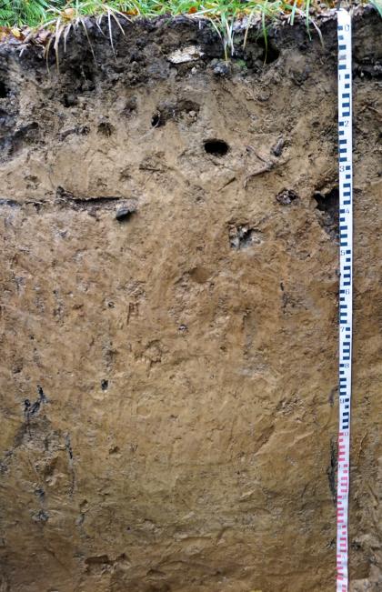 Blick auf ein Bodenprofil des LGRB. Die sichtbare Profilwand ist einen Meter vierzig tief. Der Boden ist unter Grasdecke graubraun, nach unten hin rötlich braun gefärbt.