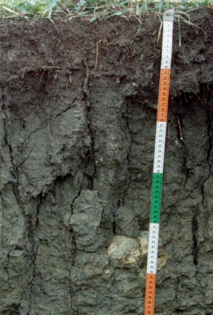 Teilansicht eines schwärzlich braunen Bodenprofils. Es handelt sich hier um ein Musterprofil des LGRB. Die Tiefe des Ausschnitts beträgt 60 cm.