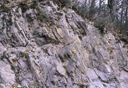 Seitlicher Blick auf steil aufgestelltes, offenliegendes Gestein unterhalb eines Waldhanges. Die geringe Neigung des zerfurchten Gesteins geht von links oben nach rechts unten.