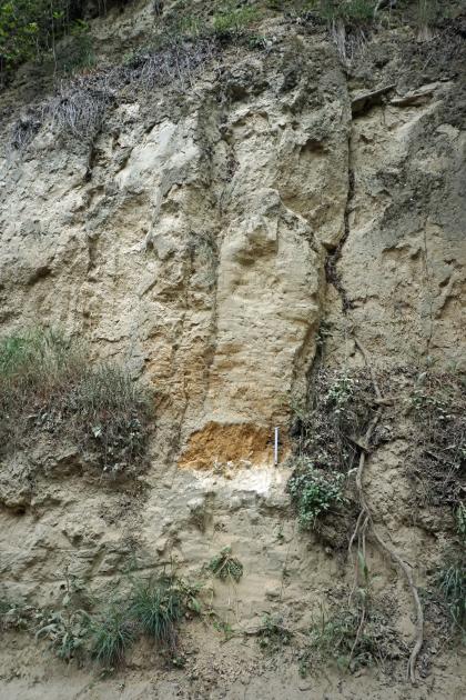 Blick auf eine gelblich graue Lösswand als Teil eines Hohlweges. Unterhalb der Bildmitte ist zwischen dünnem Bewuchs eine wenige Zentimeter hohe orange Fläche freigelegt, die auf angereicherten Ton hinweist.