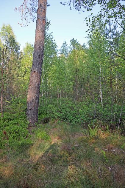Blick auf einen exponiert stehenden hohen Baumstamm mit graubrauner Rinde. Dahinter stehen weitere, ähnliche Bäume, teils auch mit heller Rinde. Im Vordergrund finden sich Haufen von trockenem Gras sowie dichte Sträucher.