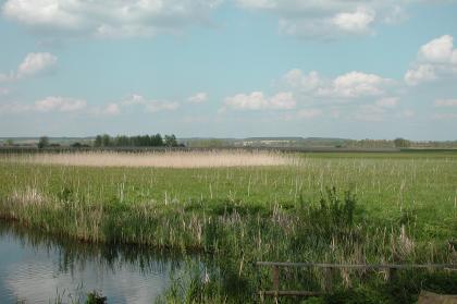 Blick auf eine weite Grasfläche mit Schilfstreifen. Im Vordergrund links steht Wasser an, rechts ist ein hölzernes Geländer zu sehen. 