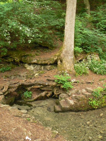 Unter den kräftigen Wurzeln eines hohen Baumes entspringt eine klare Quelle. Ihr Wasser fließt entlang einer kleinen steinernen Treppe weiter zum rechten Bildrand.