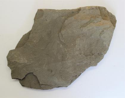 Blick auf ein flaches graues Stück Schiefer. Das Gestein ist in Aufsicht fotografiert und erinnert in der Form an einen Fisch. Der Kopf ist dabei rechts oben, die Schwanzflosse links unten.