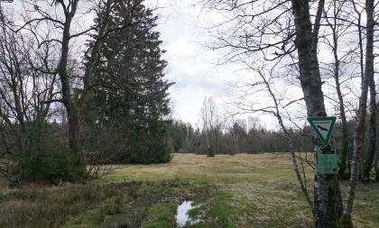 Blick auf eine Moorlandschaft mit graubraunen, teils mit Wasser bedeckten Feuchtböden im Vorder- und Mittelgrund. An den Seiten stehen einzelne kahle Laubbäume sowie ein Nadelbaum. Im Hintergrund ist Wald erkennbar.